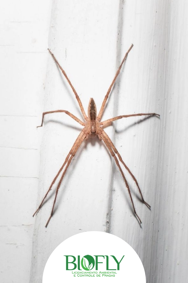 Dedetização de Aranhas em Florianópolis Santa Catarina Dedetização de Aranhas em Florianópolis Santa Catarina